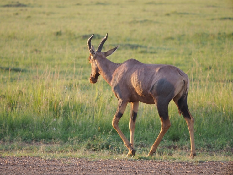  [2018 Kenya] Masai Mara Safari Tour #4 / 마사이 마라 사파리 투어 #4