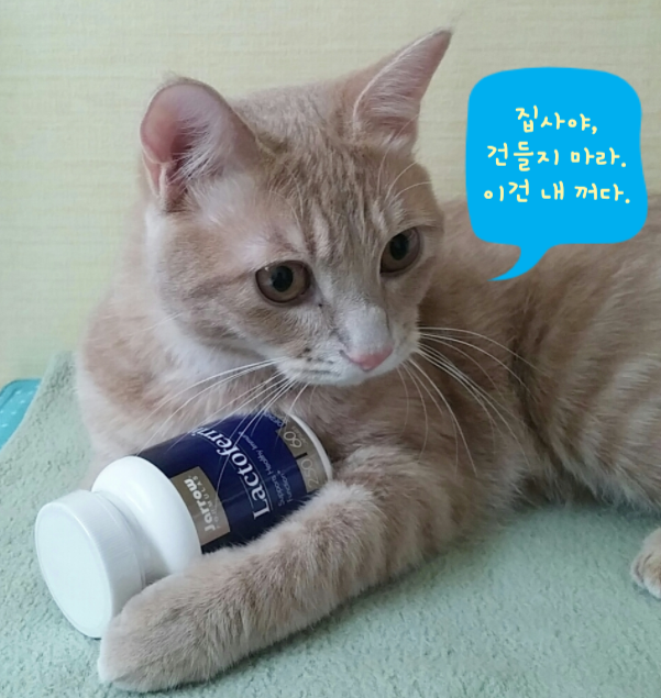  진작 먹었어야 할 면역력 끝판왕_자로우 락토페린