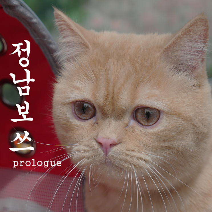  정남집사, 프롤로그