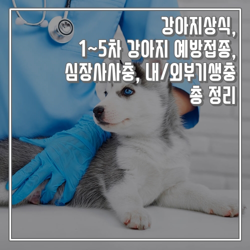 강아지상식, 강아지 예방접종, 심장사사충, 내/외부기생충 총 정리