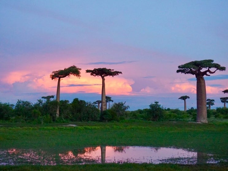 바오밥나무의 나라, 아프리카 마다가스카르 여행