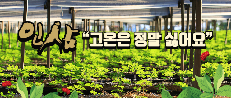  인삼재배시 고온극복 및 하절기 온도관리