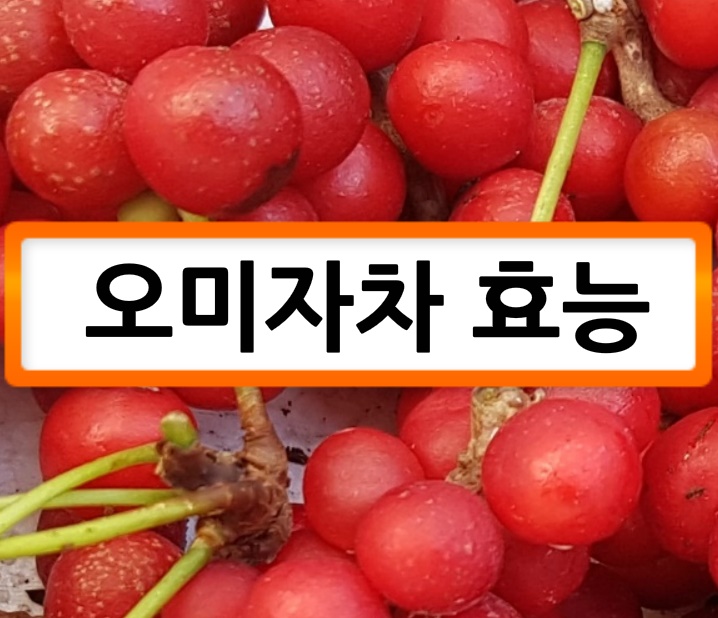  오미자차효능 오미자차 효능 알아봅시다.
