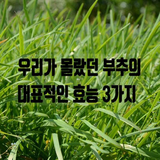  부추 효능 냉동보관 부작용 성질