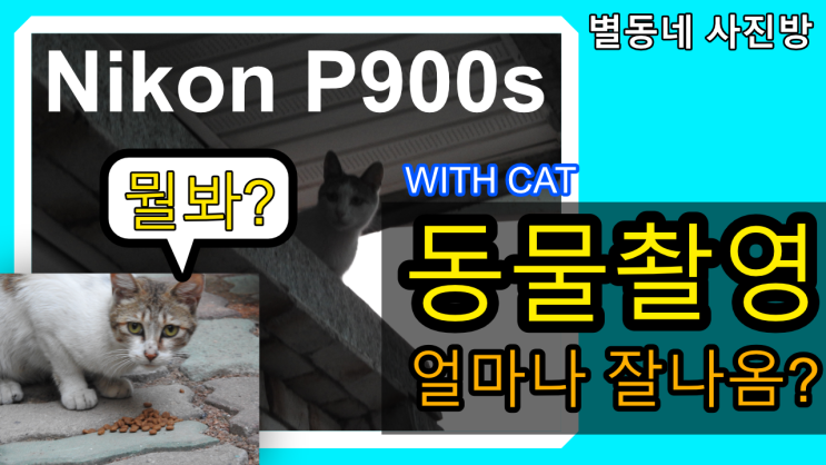 Nikon P900s로 찍은 고양이 사진