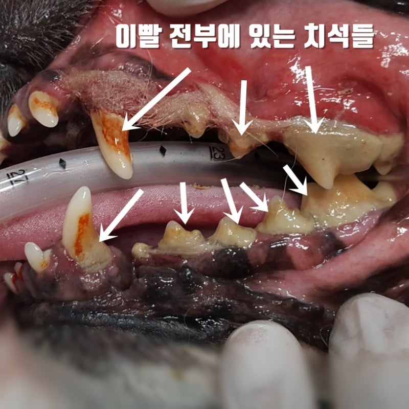 얼마나 자주 내 개 이빨을 청소해야합니까