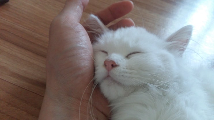  복수의 화신 달봉이 입니다