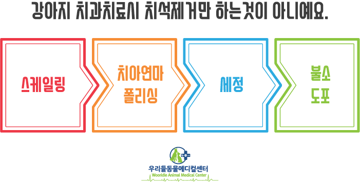얼마나 자주 내 개 이빨을 청소해야합니까