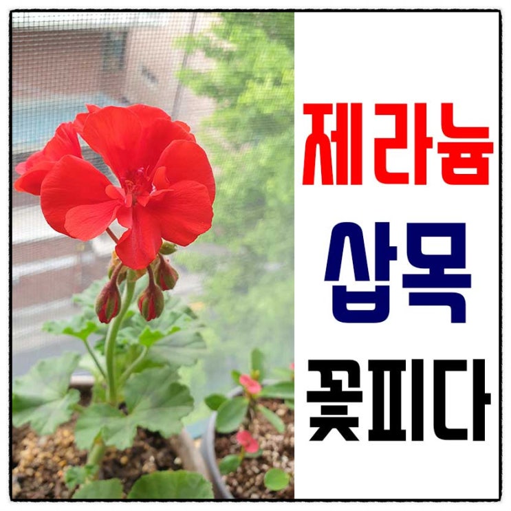  제라늄 분갈이-삽목 한달도 안되어 꽃피웠네요