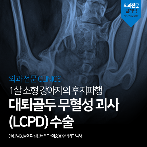  [정형외과] 강아지 대퇴골두 무혈성 괴사 (LCPD) 수술 (FHO, FHNO)