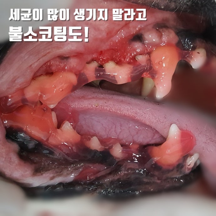 얼마나 자주 내 개 이빨을 청소해야합니까