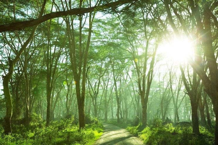  우거진 숲(The lush forest)
