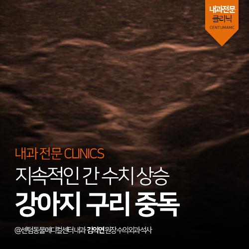  [내과] 강아지 구리 중독 - 지속적인 간 수치 상승 (부산 365일 내과 전문 동물병원, 품종 특이성)