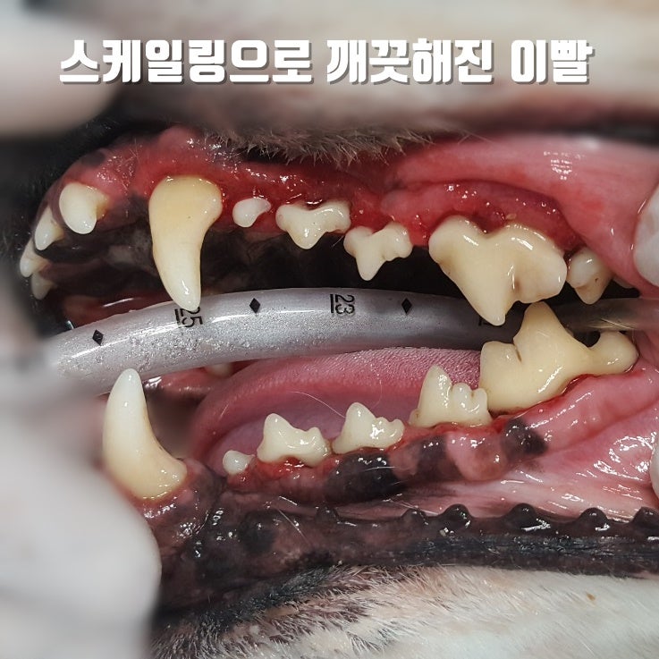얼마나 자주 내 개 이빨을 청소해야합니까