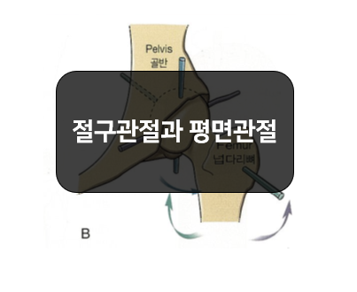  형태에 따른 윤활관절의 분류3부:절구관절, 평면관절