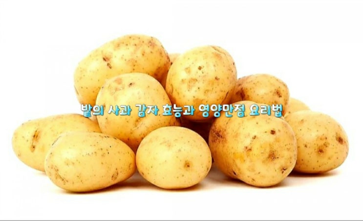 밭의 사과 감자 효능과 영양만점 요리법