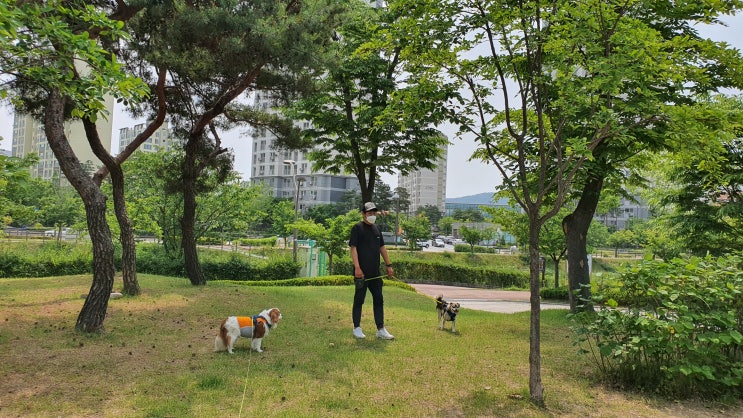 별내 강아지와 가기 좋은 아쿠아아레나 공원 산책