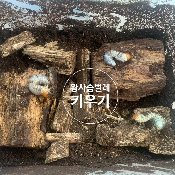  왕사슴벌레 유충 애벌레 키우기 번데기는 언제 될거니