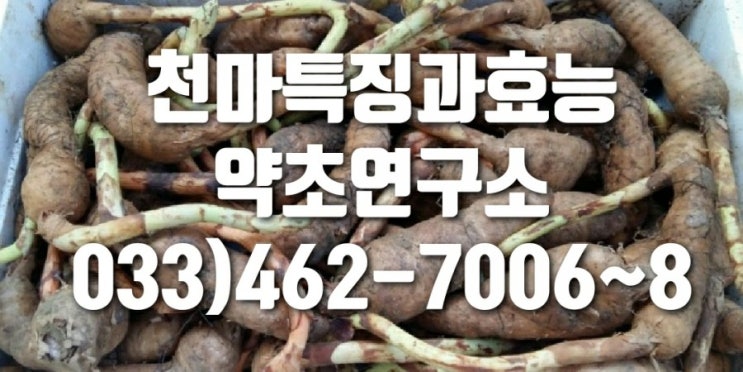  야생천마 효능