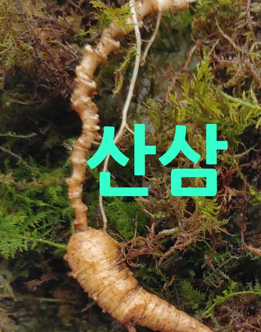  산삼 알아봅니다.