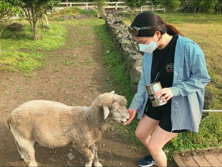  양들이 뛰노는 제주 양떼목장 마감시간 1시간전에 다녀왔어요:D