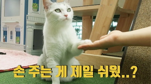 손 주는 고양이 (feat. 집사의 쓸데없는 도전)