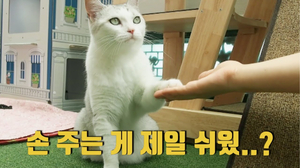 손 주는 고양이 (feat. 집사의 쓸데없는 도전) 손 주는 고양이 (feat. 집사의 쓸데없는 도전)