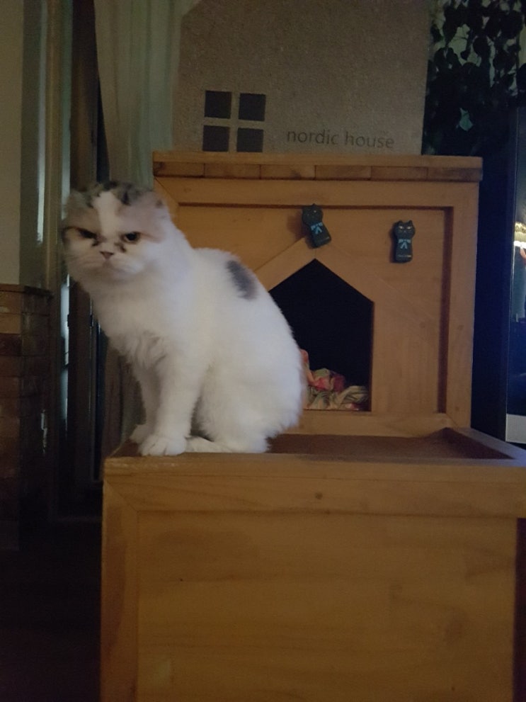  우리집 고양이: 코코
