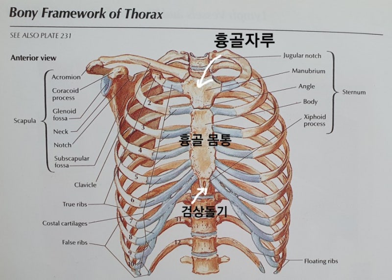 명치아래에 혹이 딱딱 괜찮을까 : 네이버 블로그