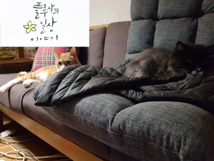  우리집 고양이: 미나, 가을, 야옹, 다홍