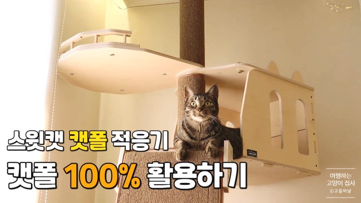 클라이밍보드 고양이 적응시키기: 스윗캣 캣폴 100% 활용법