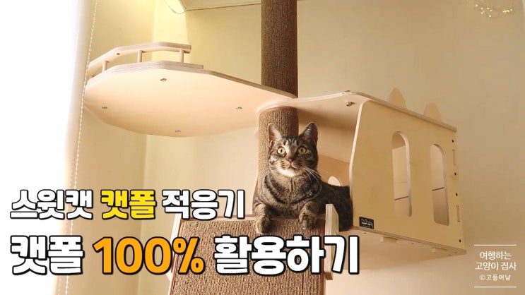  클라이밍보드 고양이 적응시키기: 스윗캣 캣폴 100% 활용법