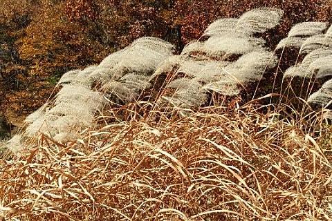 별이머문자리 이미지