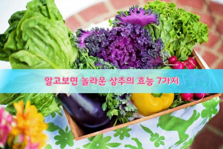 알고보면 놀라운 상추의 효능 7가지 알고보면 놀라운 상추의 효능 7가지