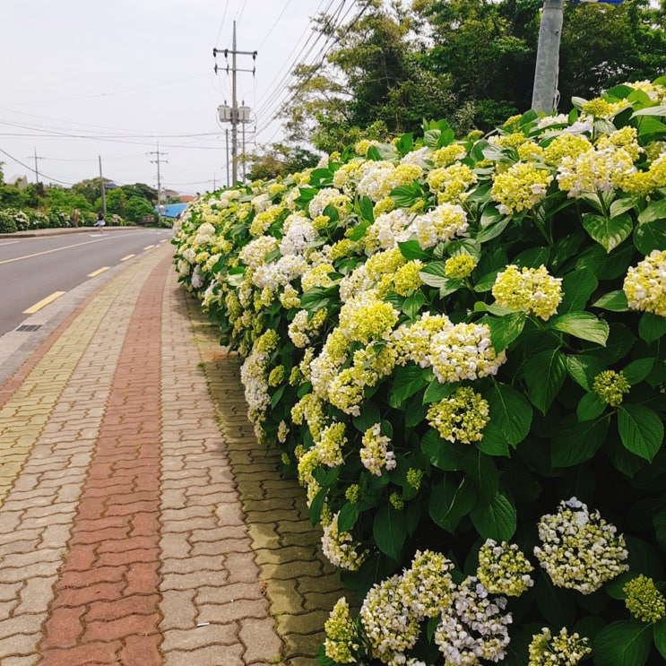  [제주도 수국명소 안덕면사무소] 현충일의 수국수국수국