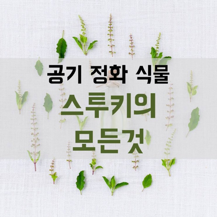  칙칙한 사무실 책상에 생기를 불어넣자! 스투기 키우기, 스투키의 모든것