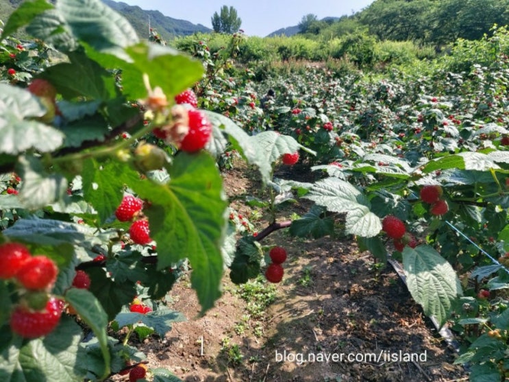  친구네 농장에서 바로 따온 6월 제철 과일 자연산 산딸기