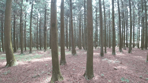  6월 제주도 여행, 피톤치드 가득한 삼나무 숲길을 걷다! 제주절물자연휴양림에서 코로나19로 지친 몸과 마음을 달래보세요~