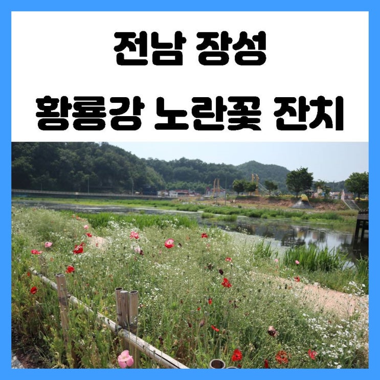 광주 근교 여행 전남 장성 황룡강 생태공원 노란꽃잔치 꽃들의 향연 힐링하고 왔어요