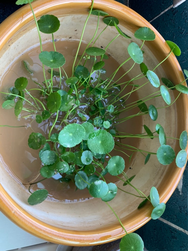 비트코인이 아닌 워터코인 : 네이버 블로그