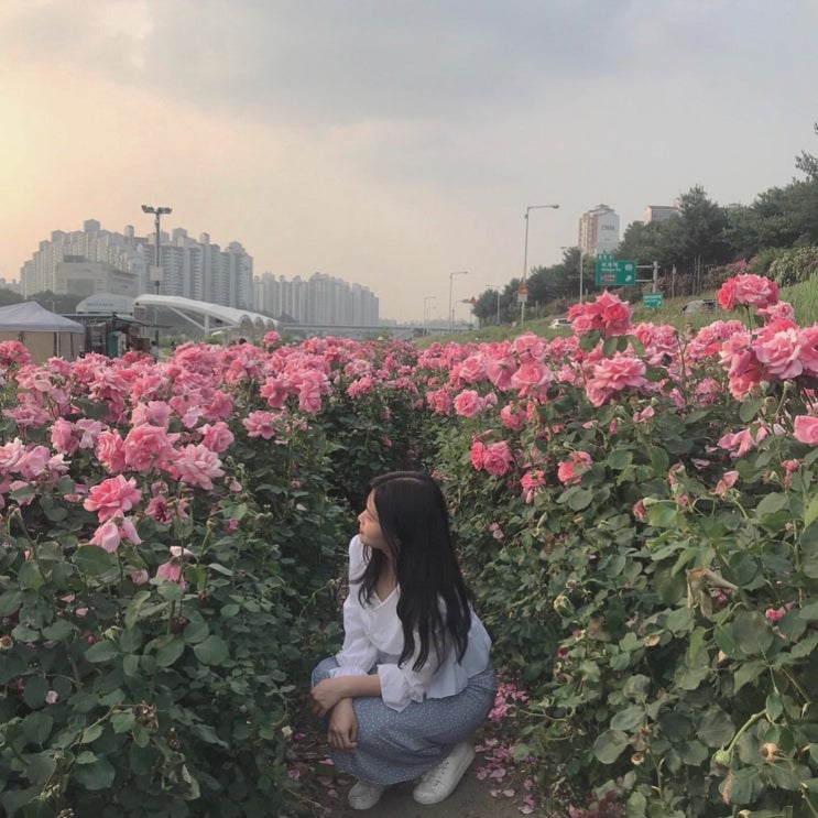  대학생 일상 26. 중랑천 장미 나들이