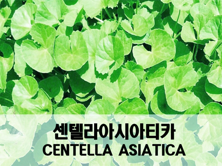 화장품 성분 - 센텔라아시아티카(Centella asiatica)