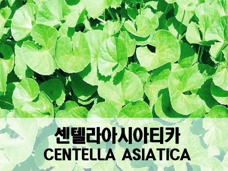  화장품 성분 - 센텔라아시아티카(Centella asiatica)