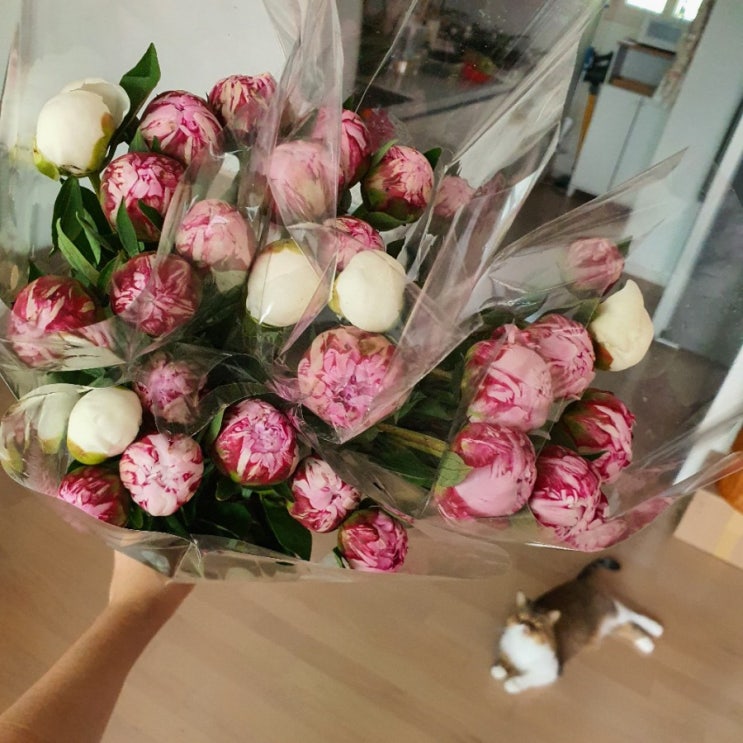  작약이 왔어요! ( 피플영농조합법인)
