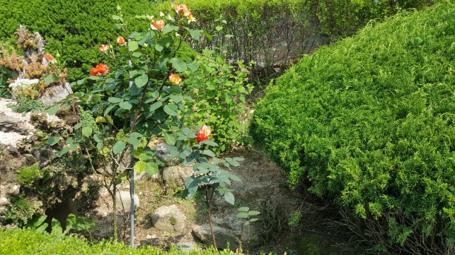 토담산골펜션 사진 5