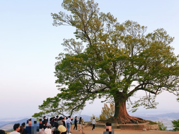 부여 성흥산성 사랑나무