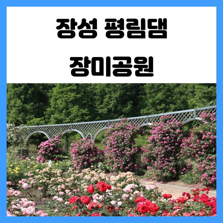 장성 여행 평림댐 장미공원에서 꽃의 여왕 장미를 만나다
