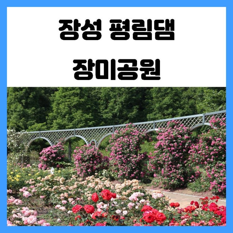 장성 여행 평림댐 장미공원에서 꽃의 여왕 장미를 만나다 장성 여행 평림댐 장미공원에서 꽃의 여왕 장미를 만나다