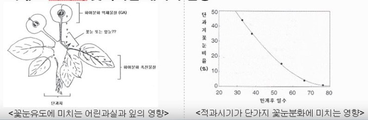  사과 적과 작업시 유의사항