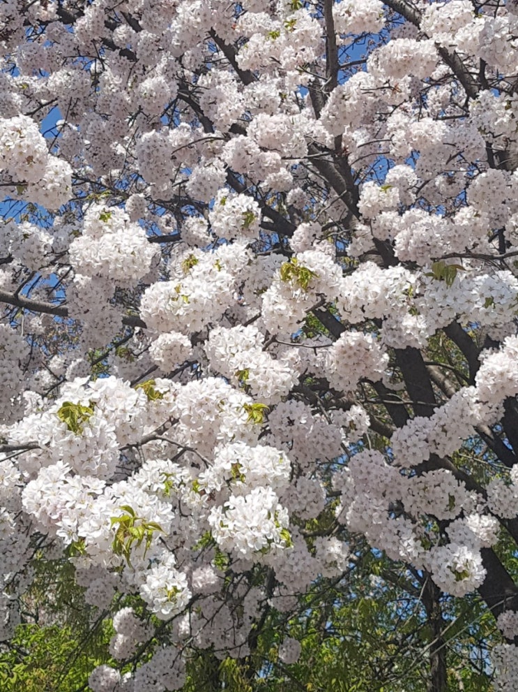 아차산역 어린이 대공원 걷기(봄 나들이)